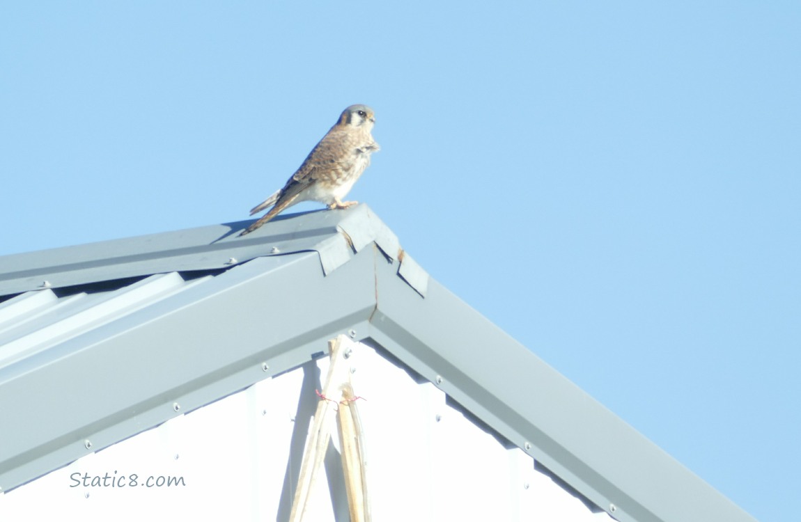 Female American Kestrel standing on a metal roof