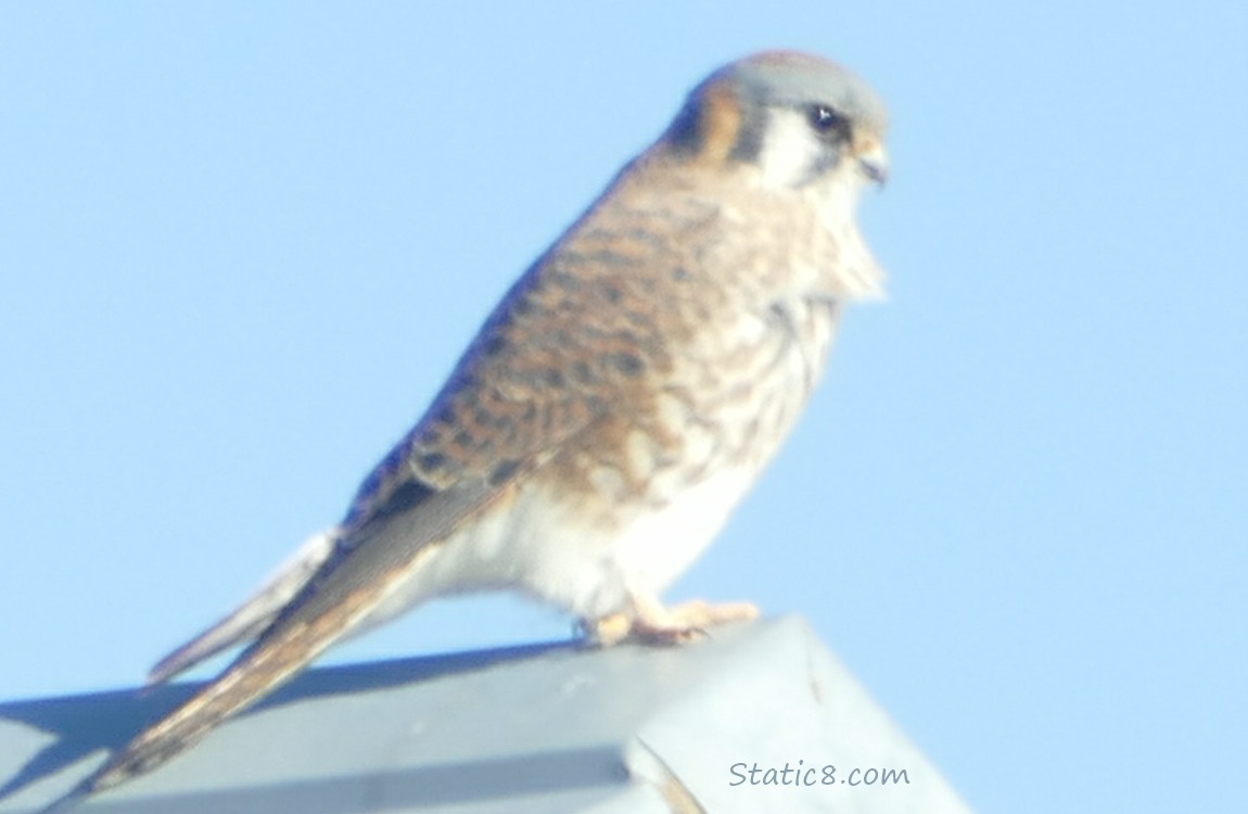 Female American Kestrel standing on a metal roof