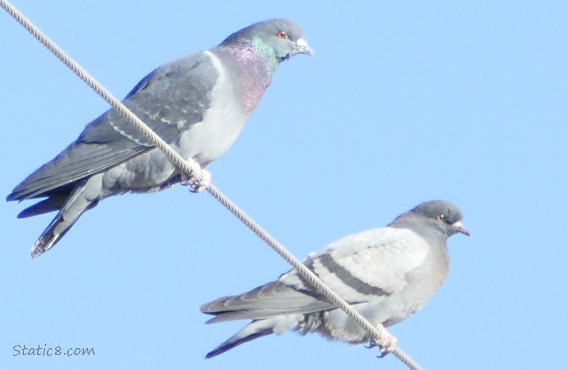 Rock Doves standing on a power line with the blue sky behind them