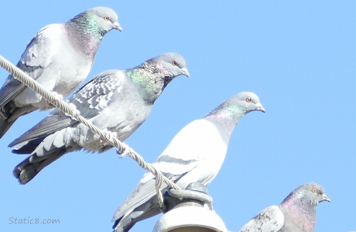 Rock Doves standing on a power line with the blue sky behind them