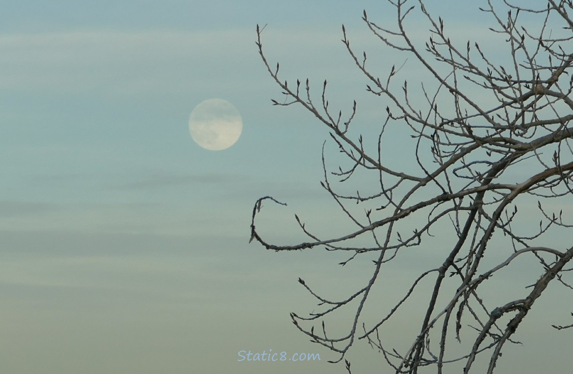 Moon in the sky behind some bare tree branches