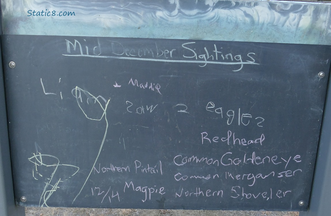 Blackboard with bird sightings listed in chalk