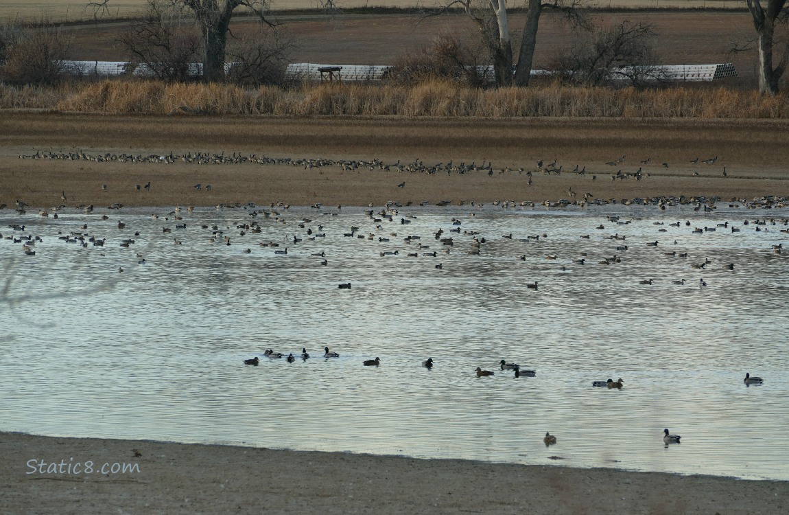 Ducks and geese gathered in the water and on the shore of the lake