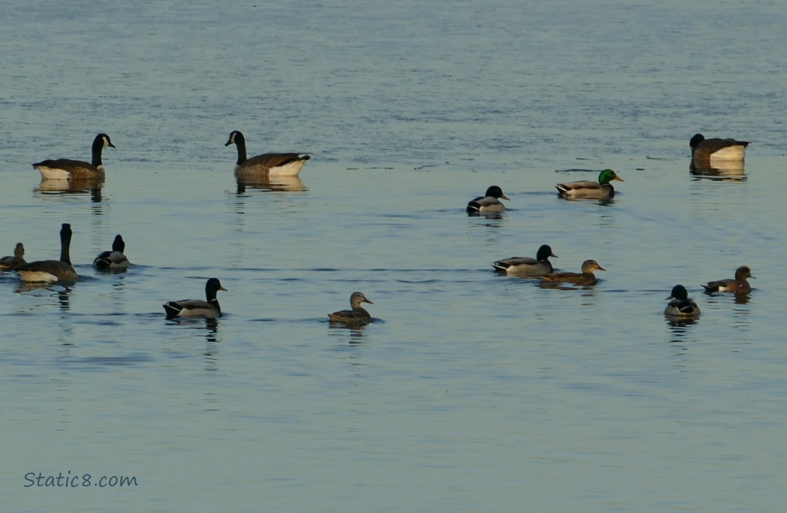 14 geese and ducks paddling on the water