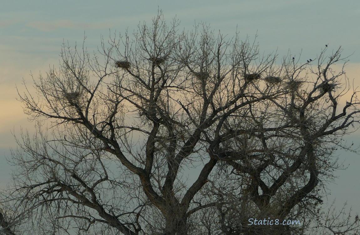 Eight empty nests in a large tree