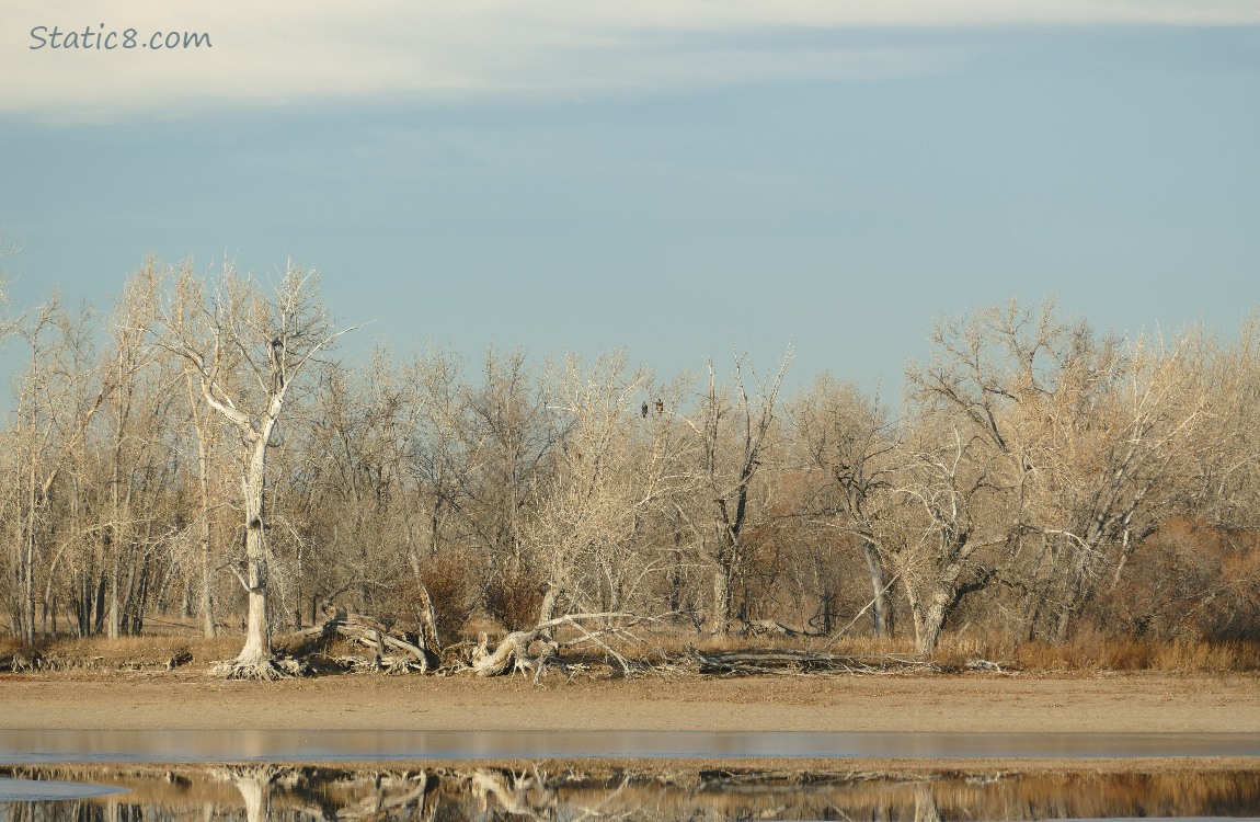 Trees on the other side of the lake