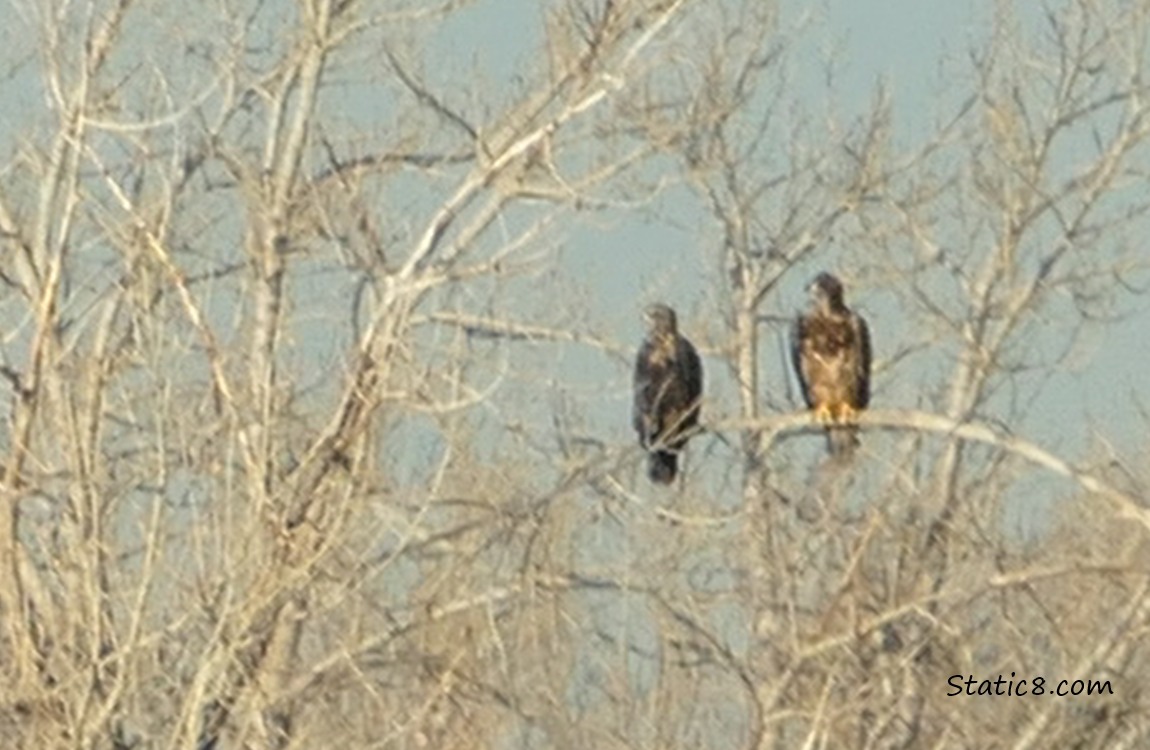 Two blurry juvenile Bald Eagles standing in a tree