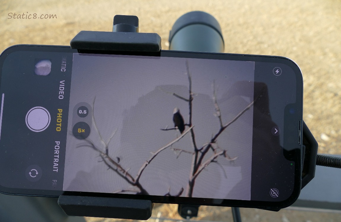 A phone attached to a spotting scope showing a Bald Eagle standing in a tree