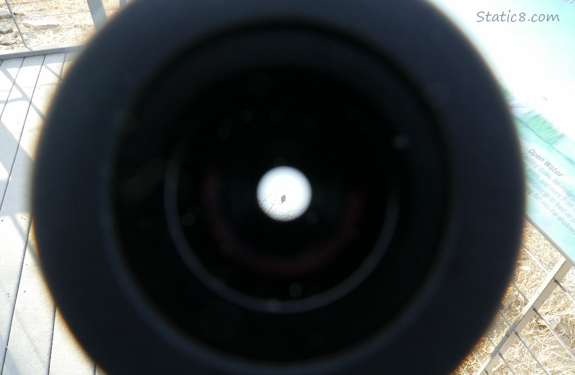 Looking down into a spotting scope with a blurry Bald Eagle in the magnified area