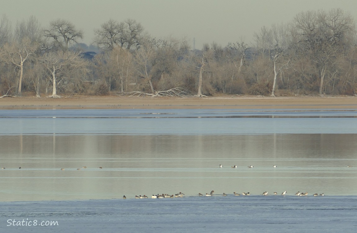 Looking across the lake, geese in the water and trees at the far bank