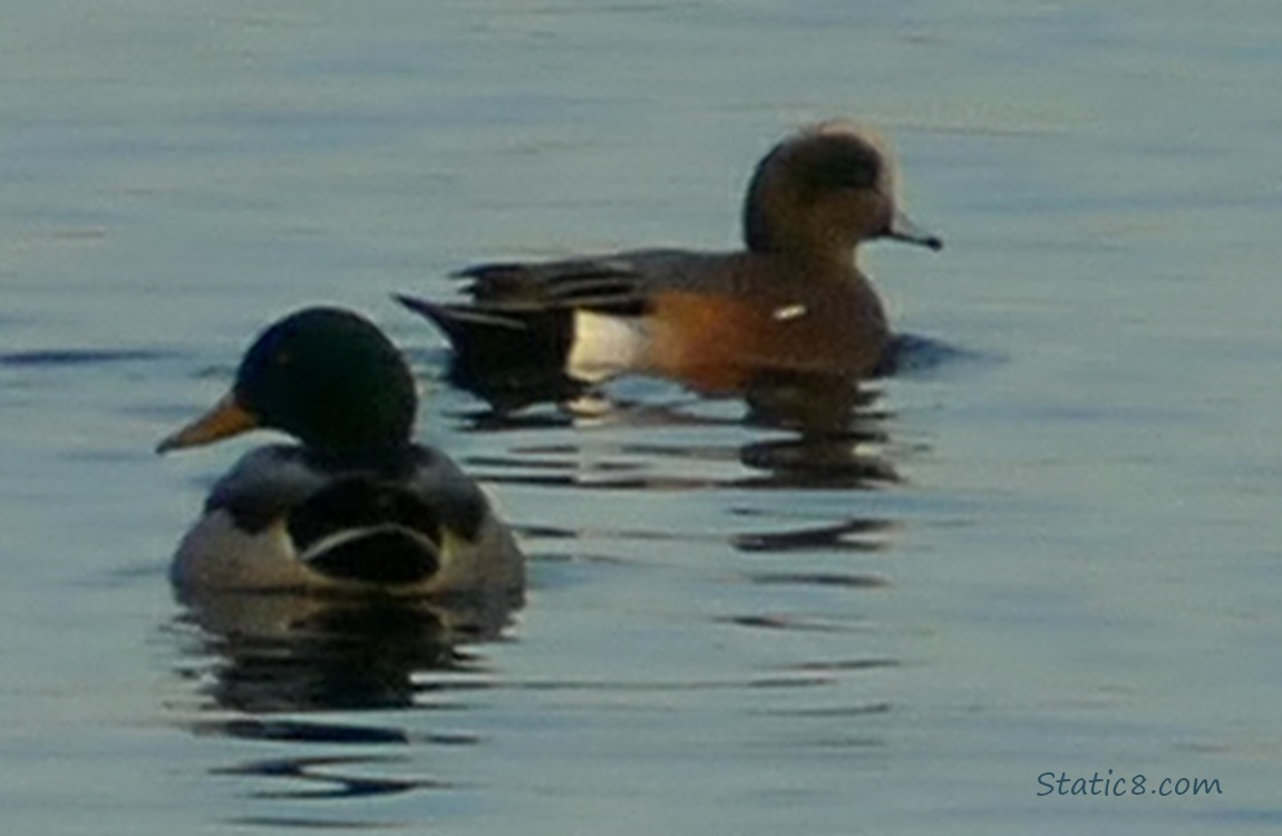 blurry Mallard and Wigeon paddling on the water