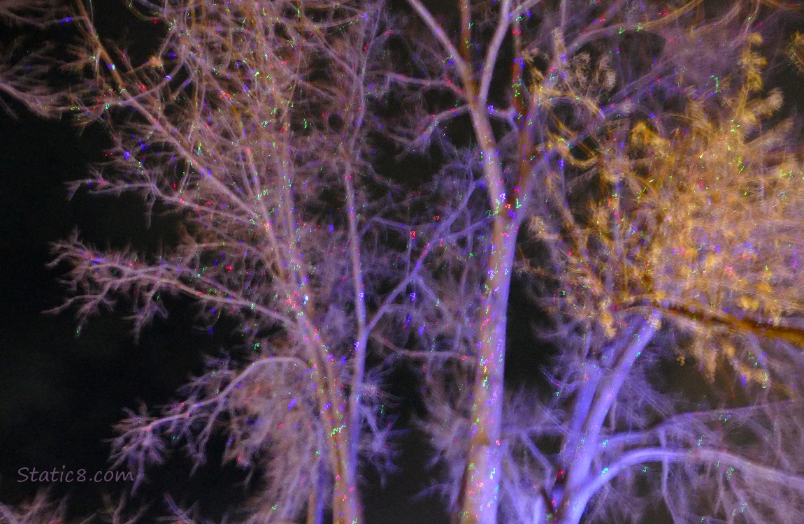 projected lights in the winter bare tree branches