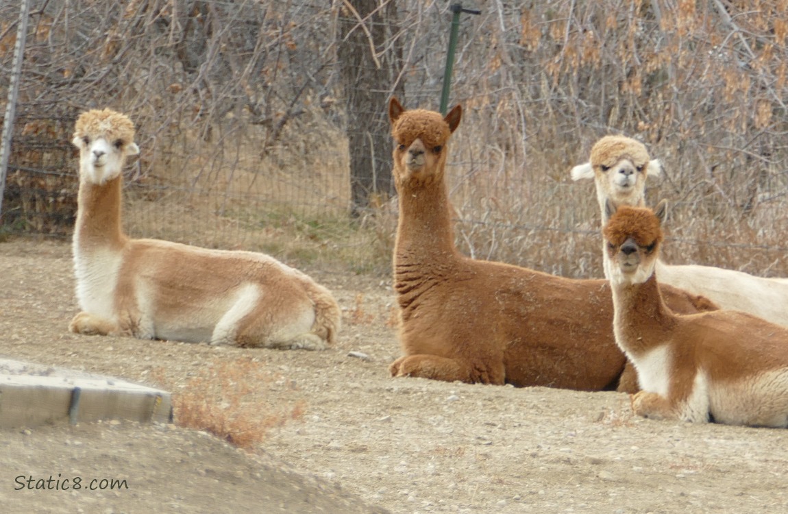 Four Alpacas lying on the ground, their heads up, watching