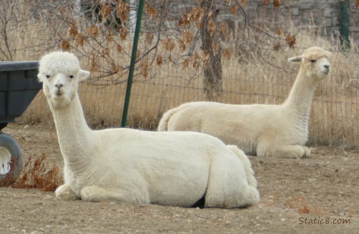 Two cream coloured Alpacas lying on the ground with their heads up