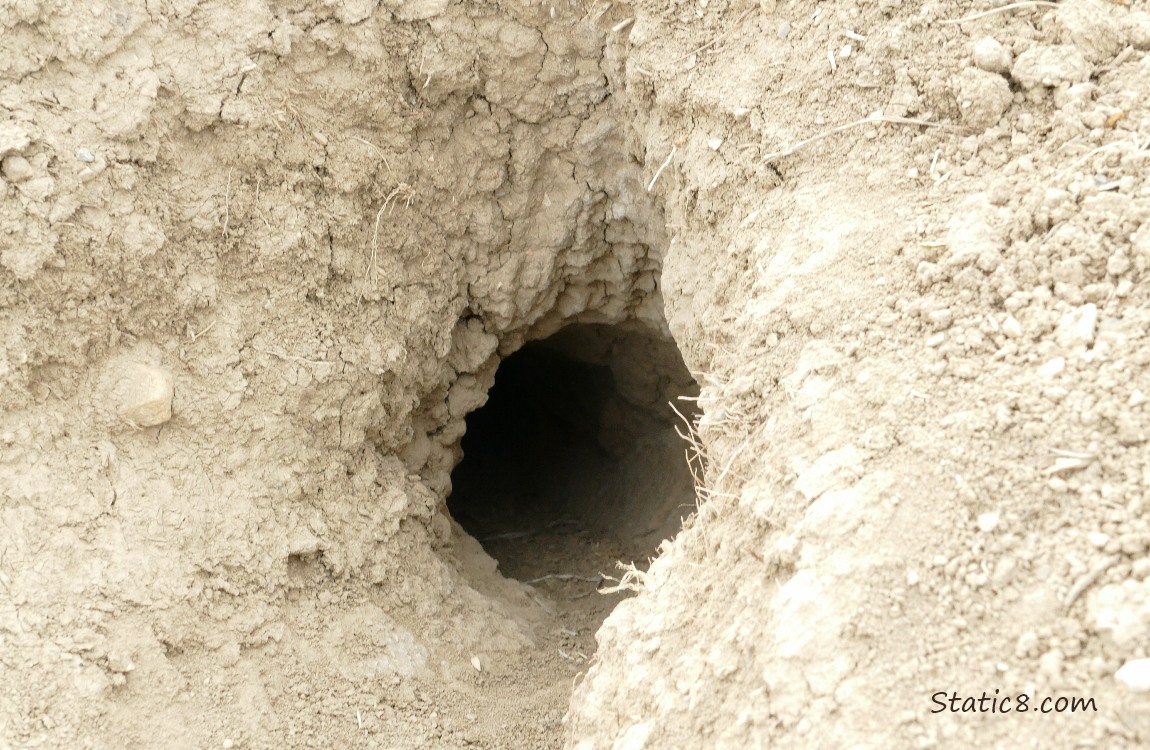 Prairie Dog burrow