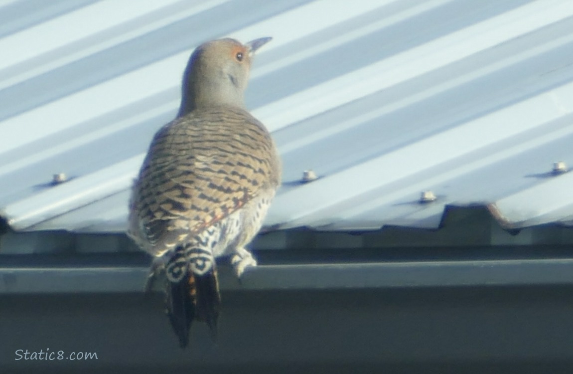 Northern Flicker standing at the edge of a tin roof