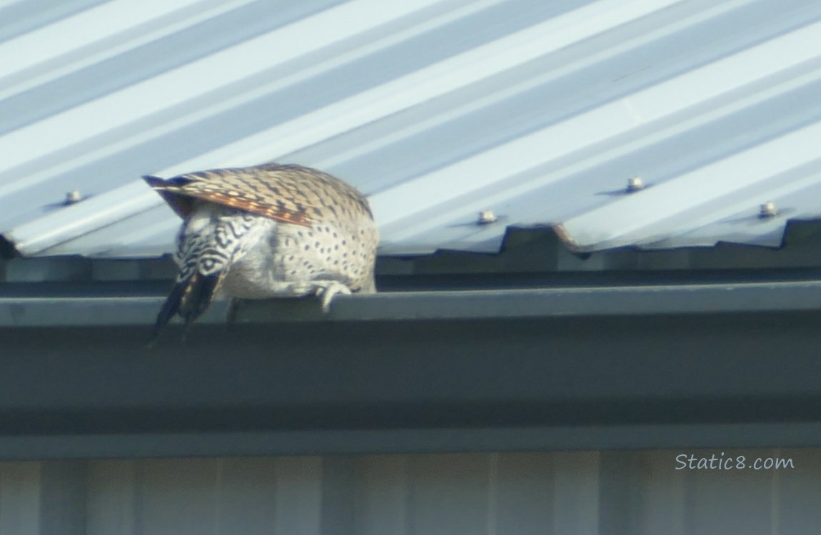 Northern Flicker with her head down in a gutter