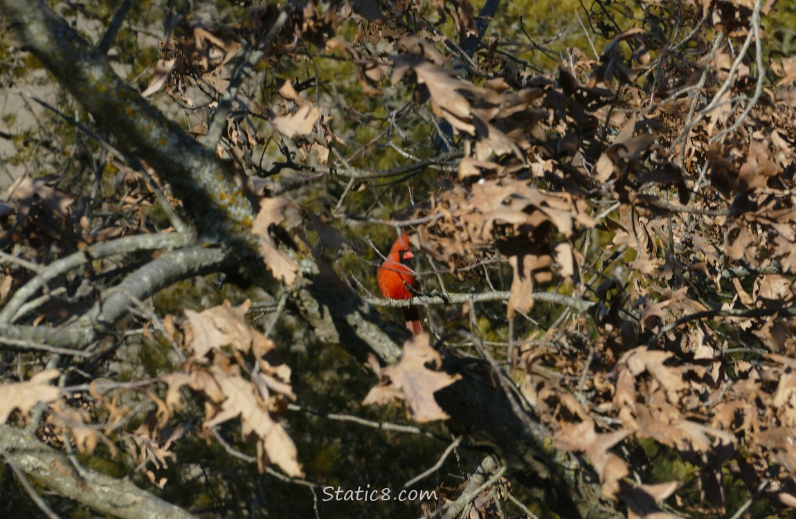 Cardinal behind sticks in a tree