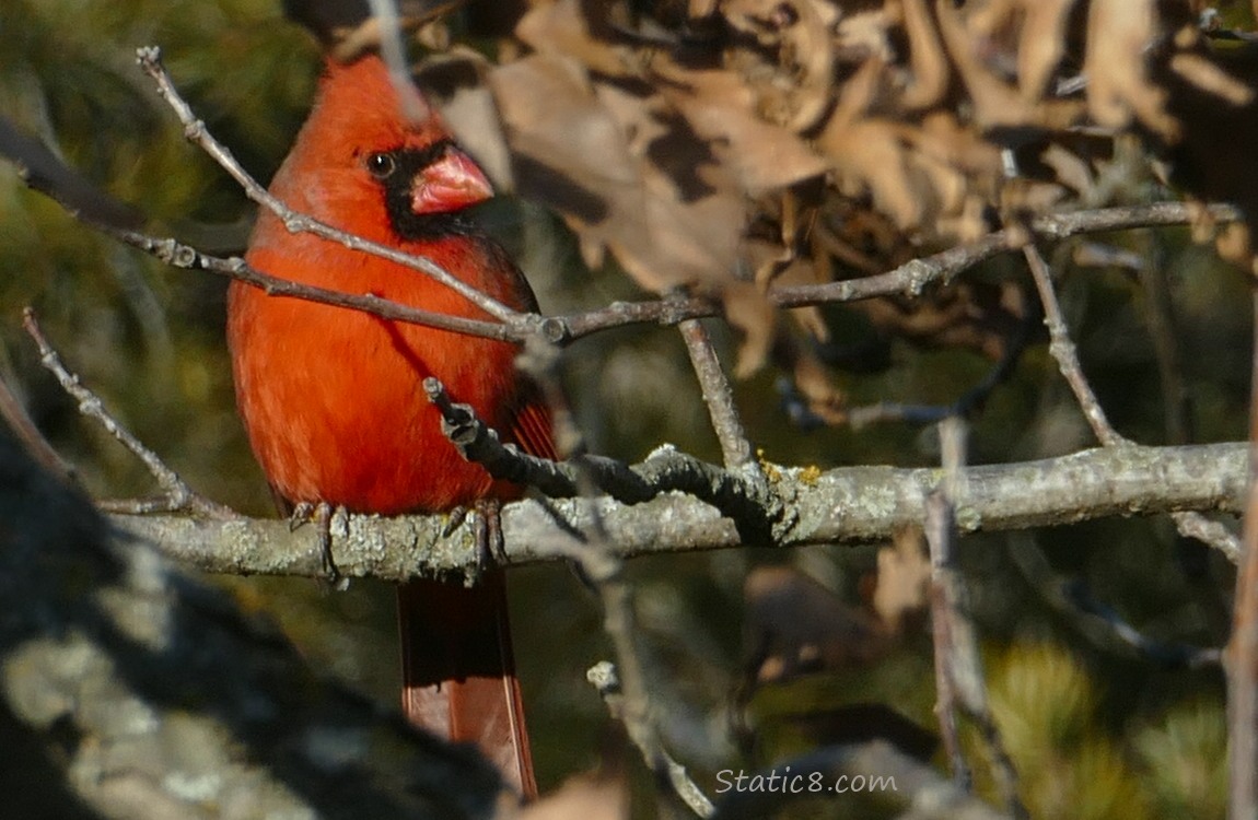 Male Cardinal standing in a tree