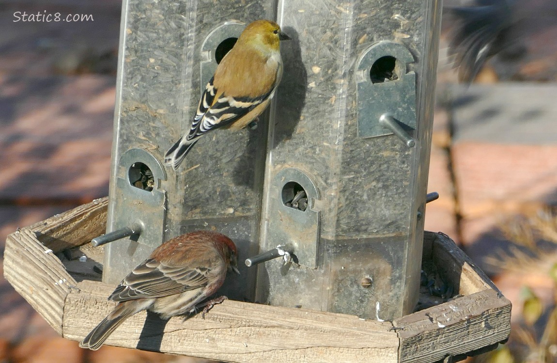 Goldfinch and a House Finch at a bird feeder