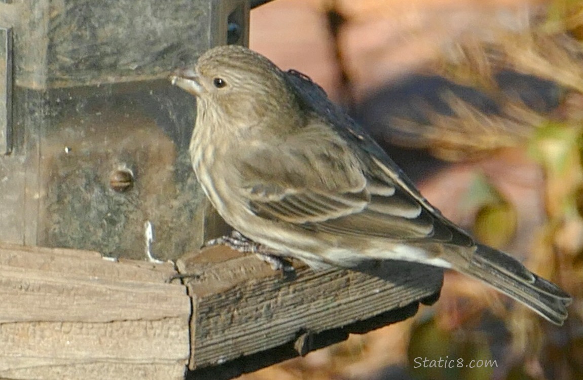 Female House Finch standing on a bird feeder