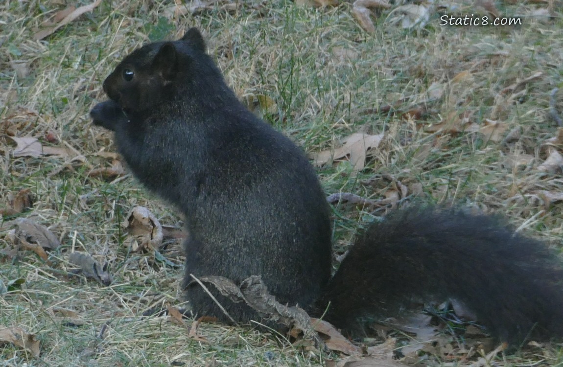 Black Eastern Fox Squirrel standing on the grass, eating something