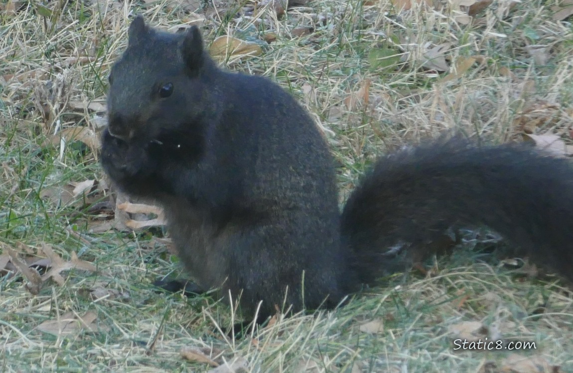 Black Eastern Fox Squirrel standing on the grass, eating something