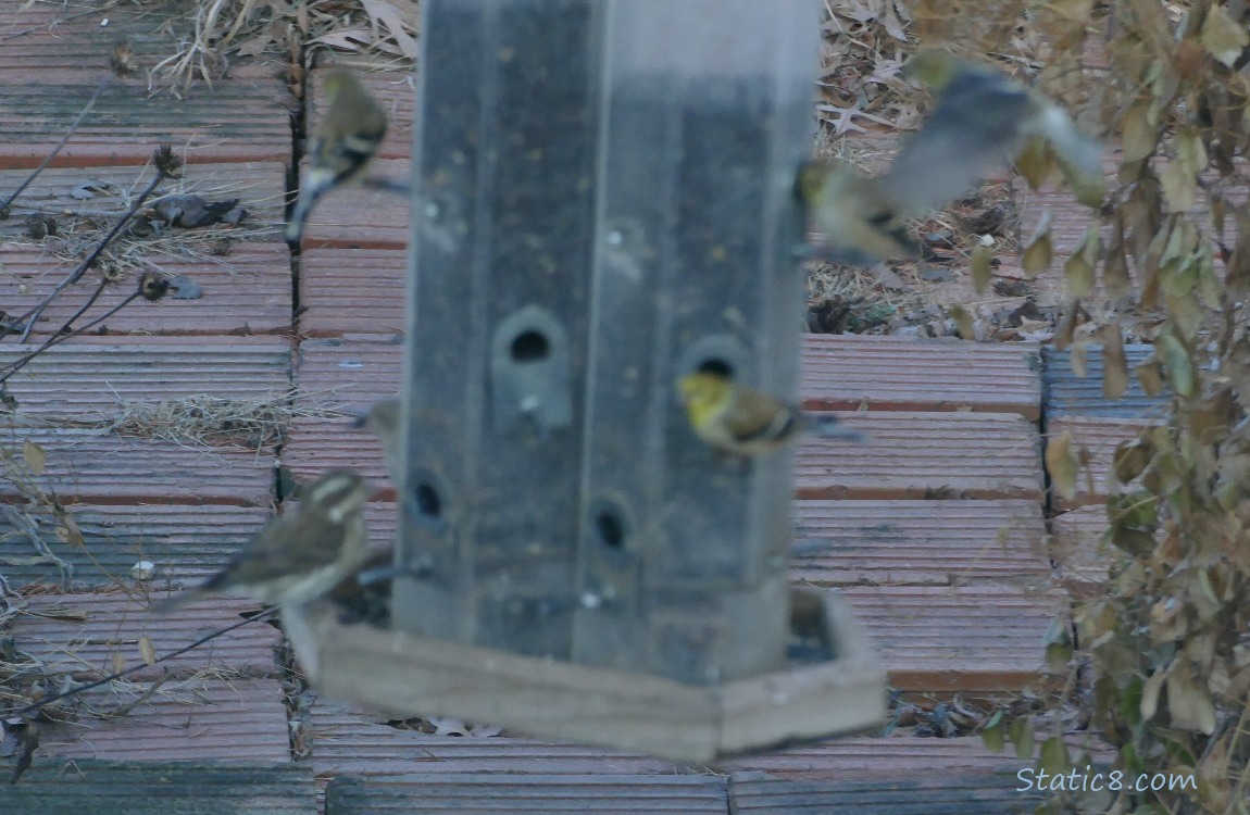 Blurry Bird Feeder!