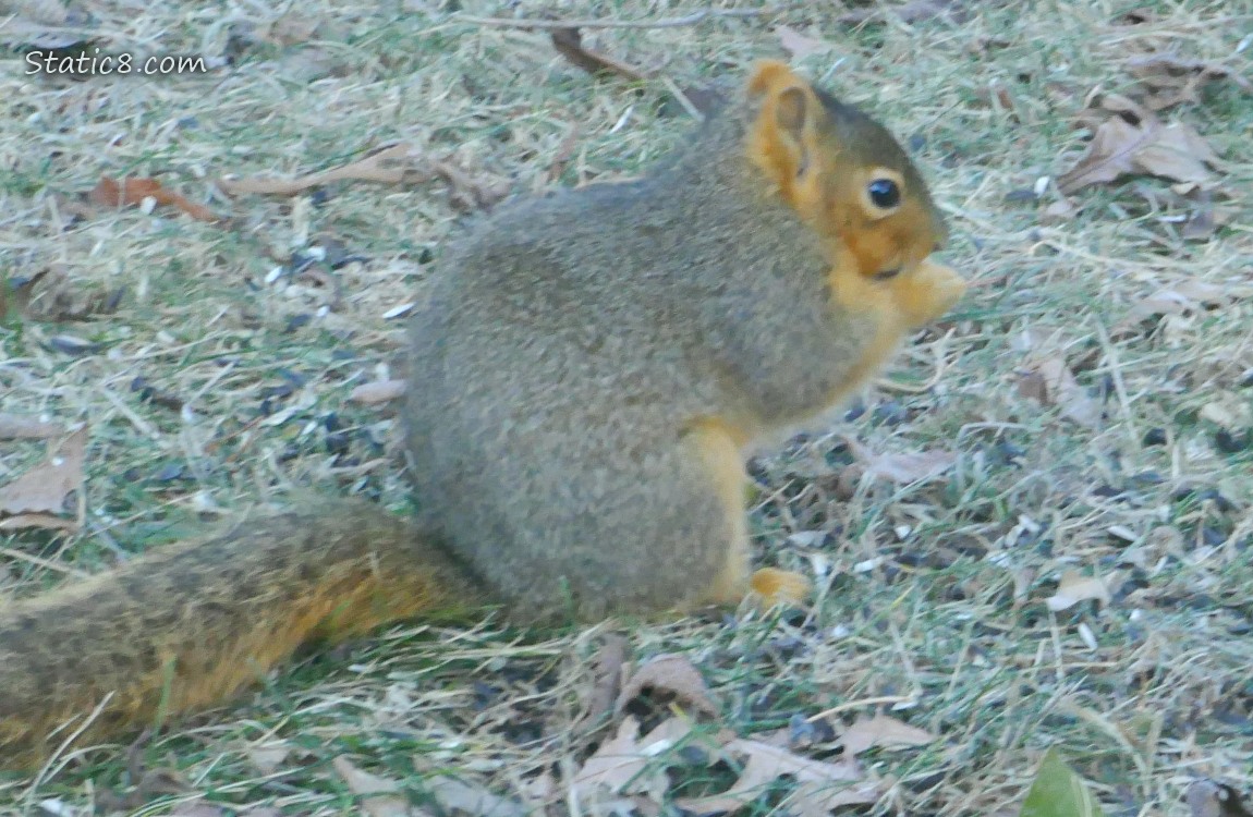 Eastern Fox Squirrel sitting on the grass, eating something