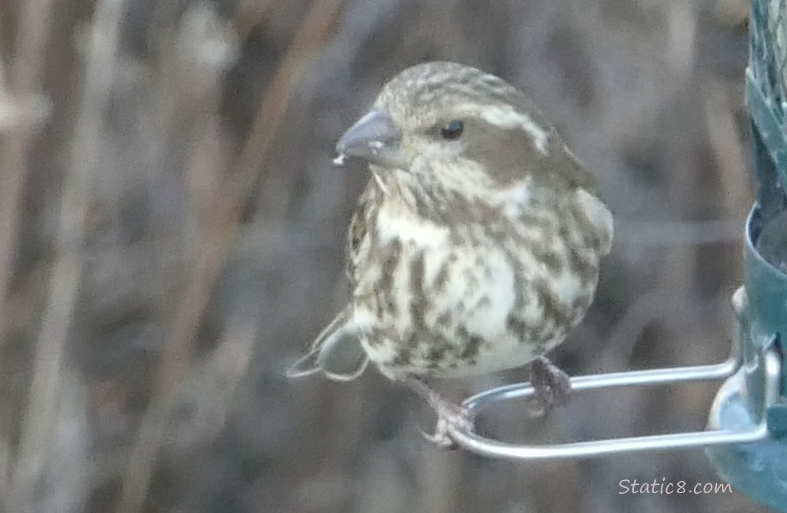 Female Purple Finch at a bird feeder