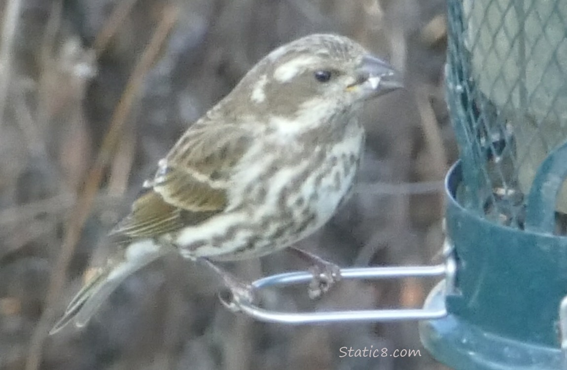 Female Purple Finch at a bird feeder