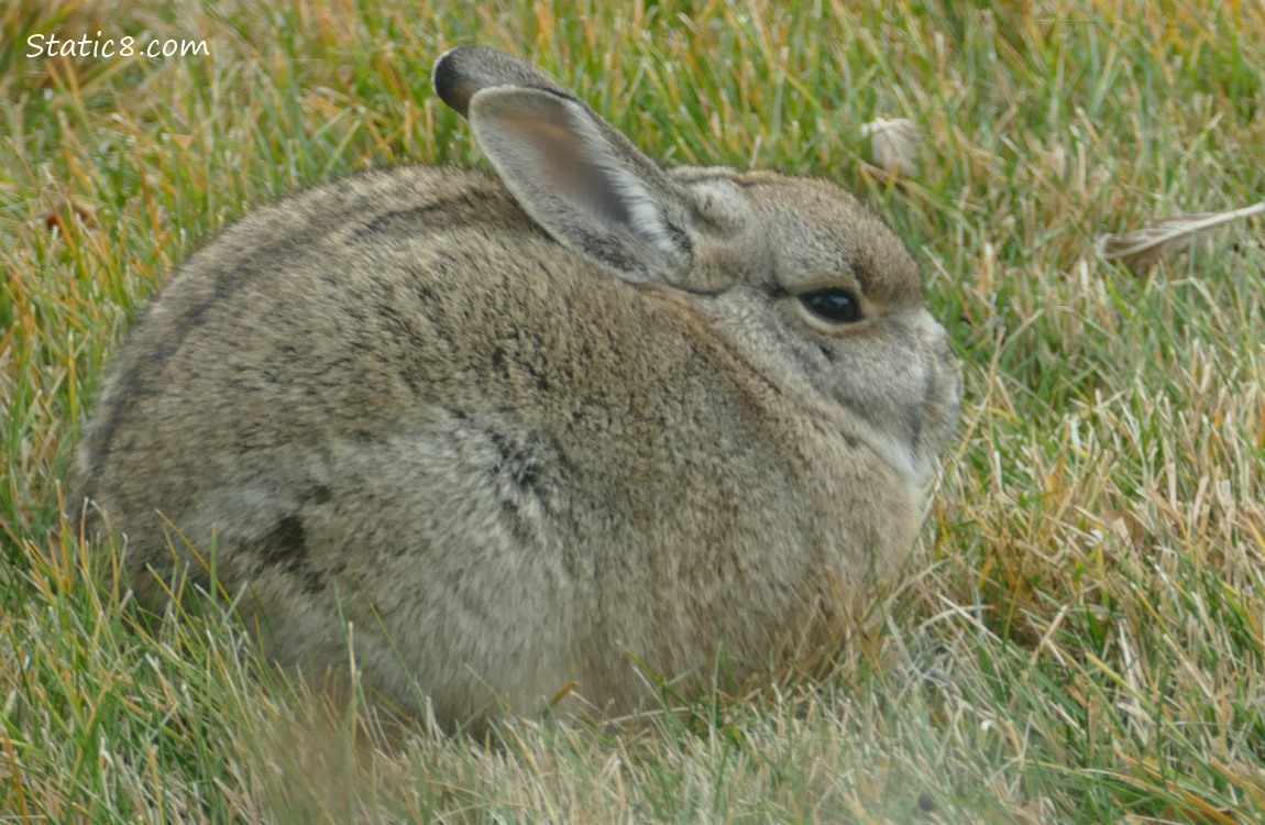 Wild bunny, sitting in the grass