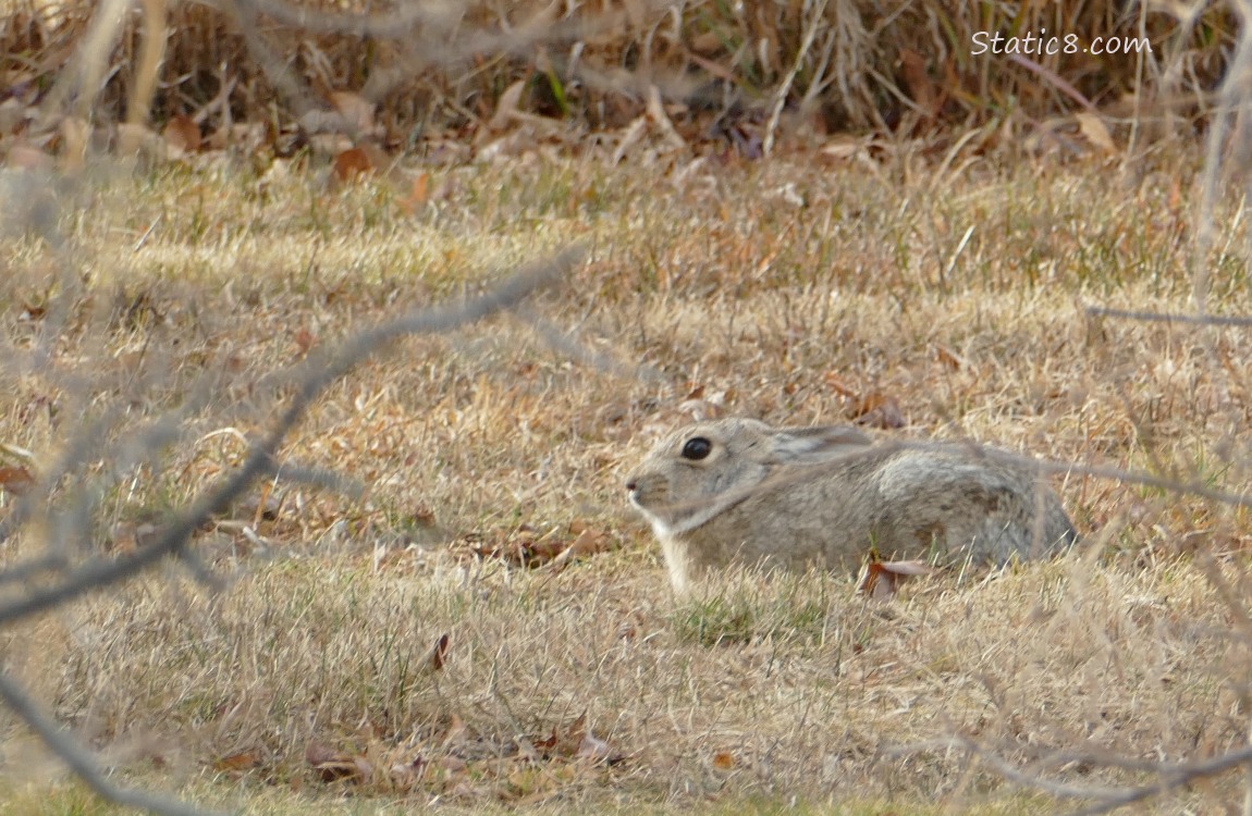 Bunny sitting in the grass, past some bare branches