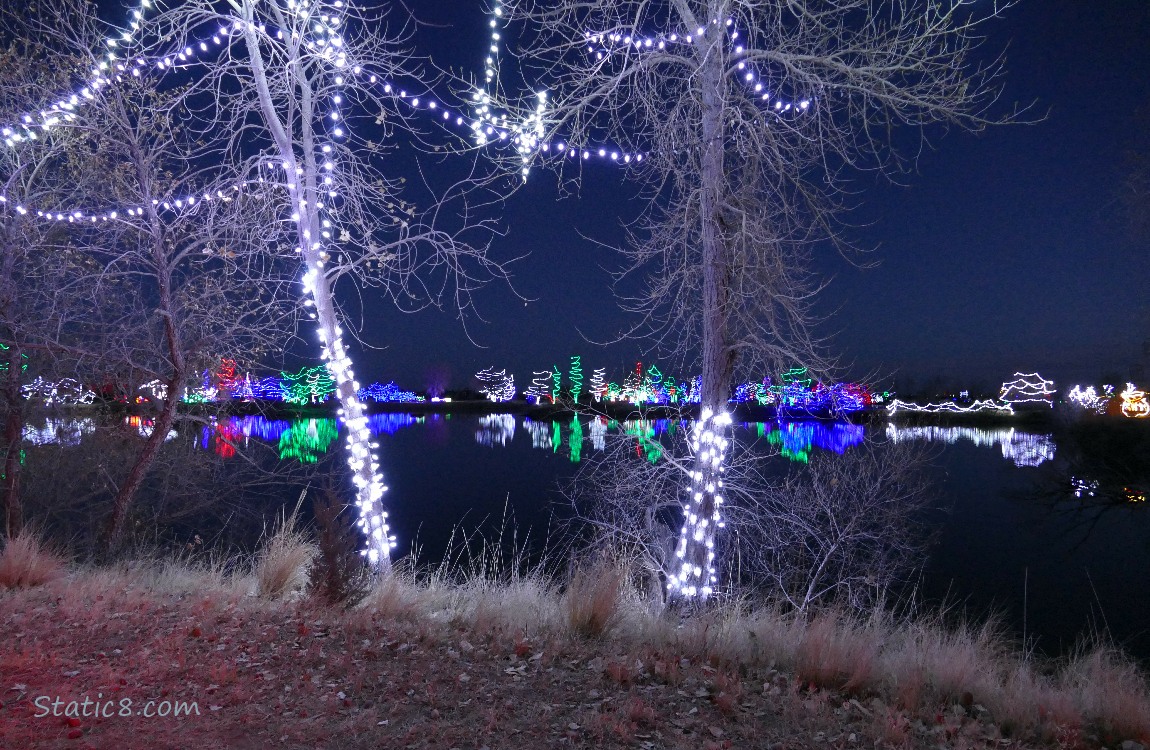 Behind some lit tree trunks, far off christmas lights reflected in a pond