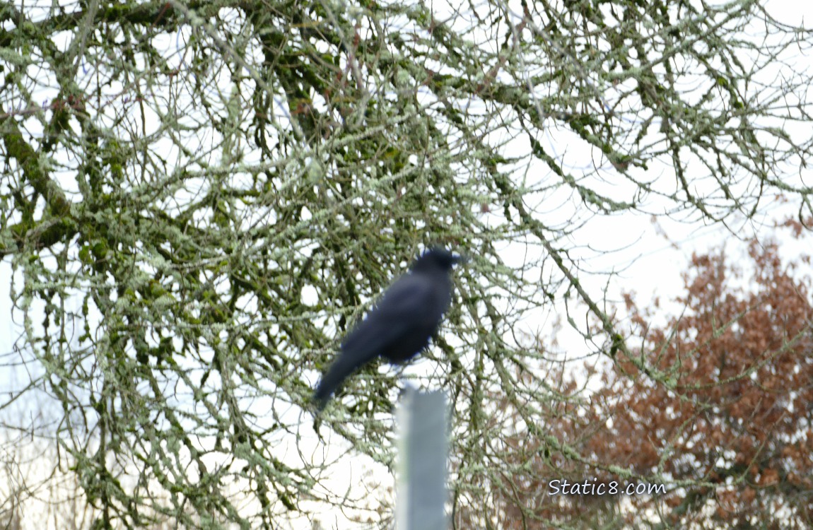 Blurry Crow