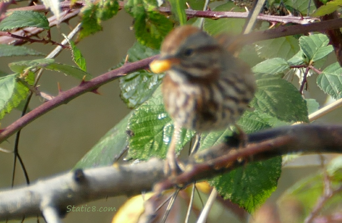 Blurry Song Sparrow standing on a twig, holding a bit of sweet corn in her beak