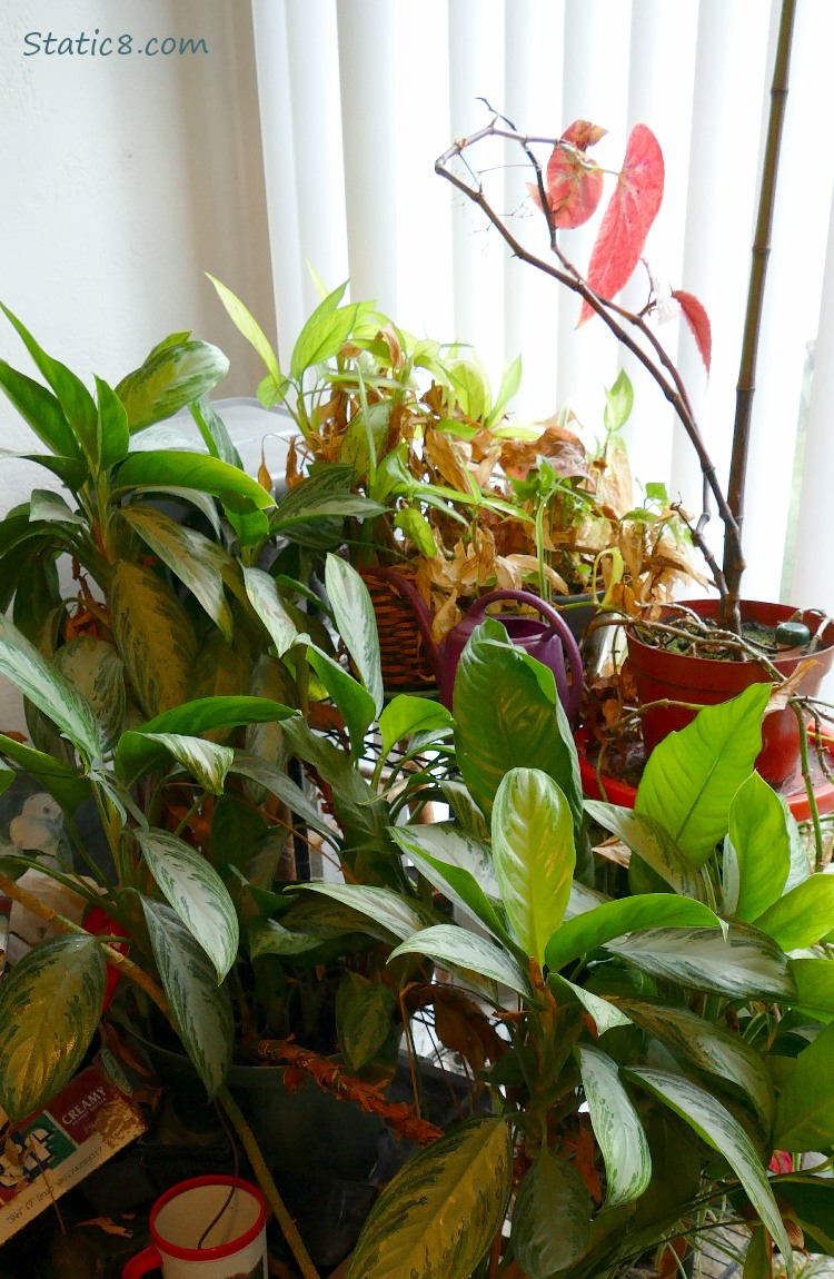 House plants in front of vertical blinds