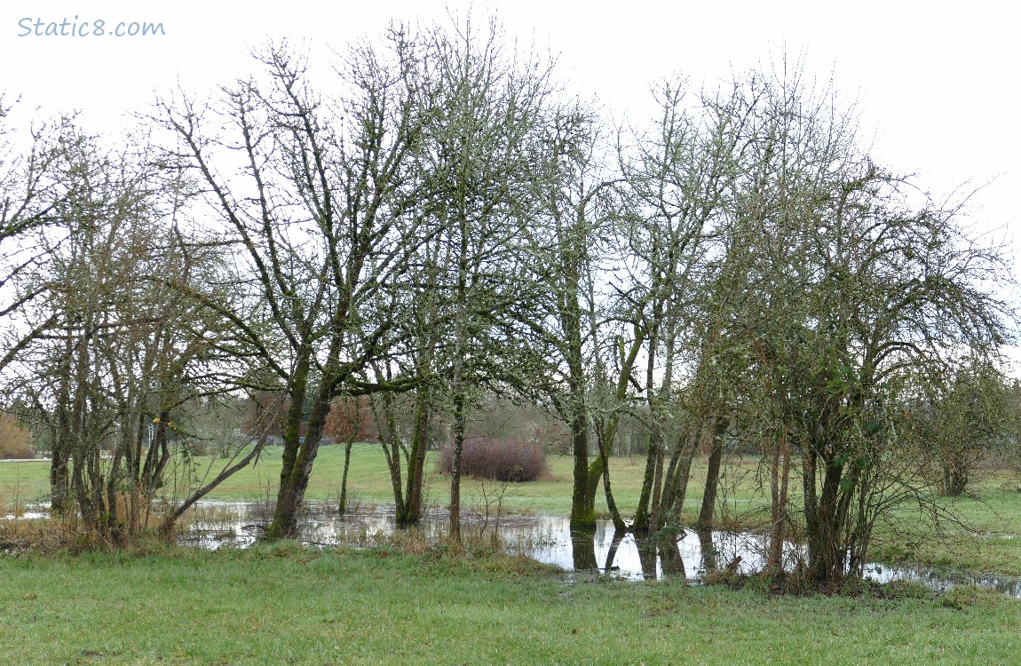 Shallow pond in the grass, surrounded by winter bare trees