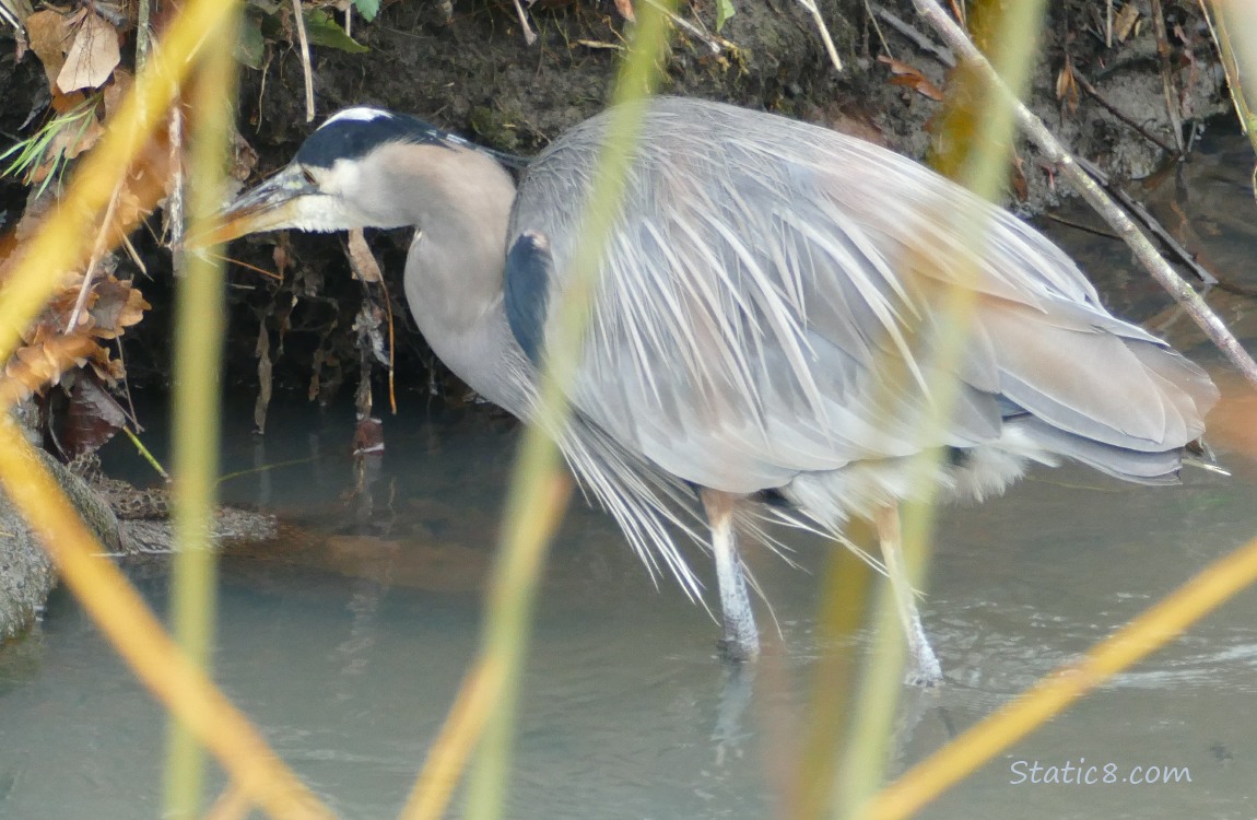 Great Blue Heron, hunting at the bank of the creek, behind some twigs