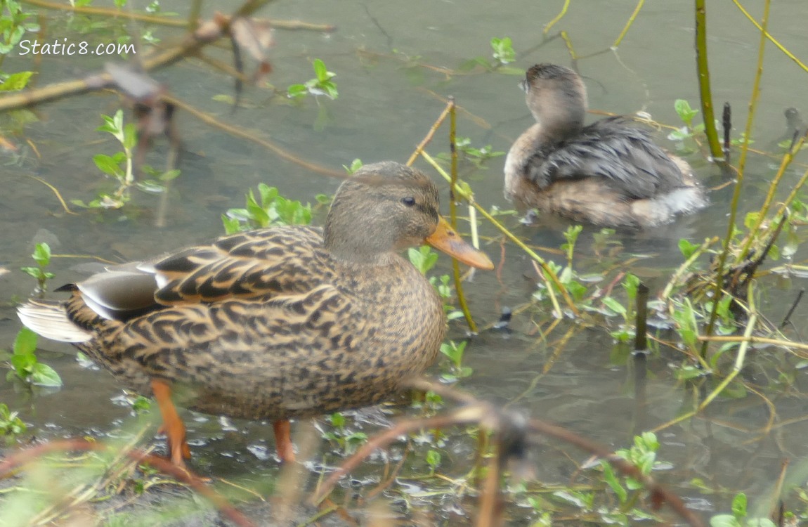 Female Mallard and Grebe paddling in the water