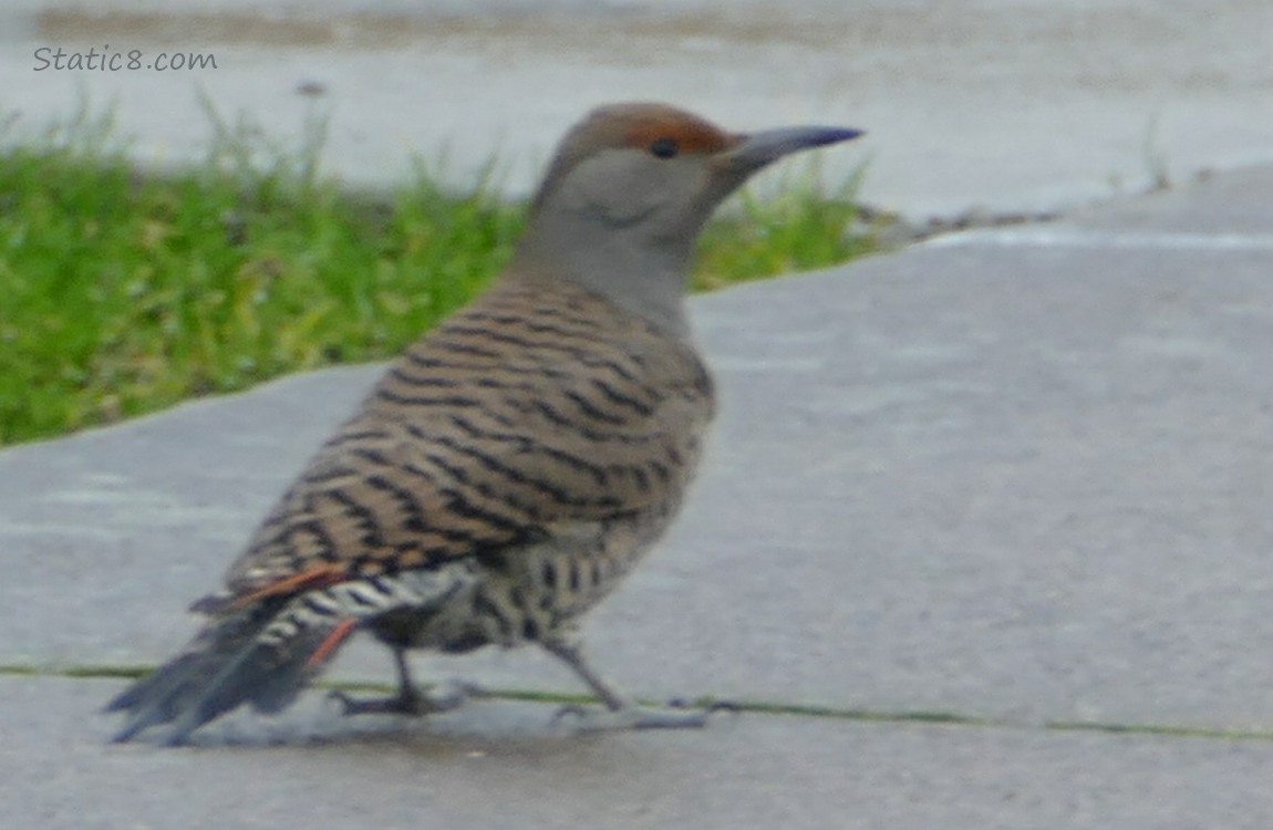 Northern Flicker standin on the sidewalk