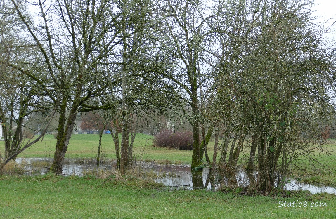 Trees over a puddle in the grass