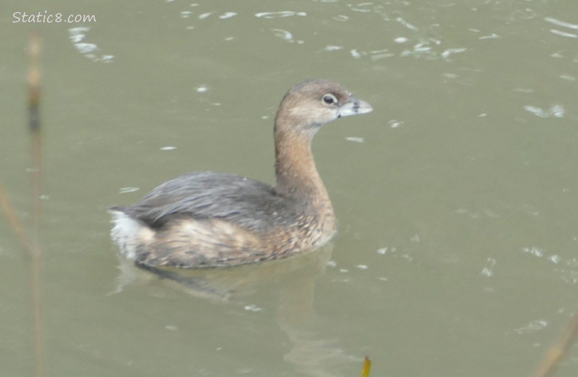 Pied Bill Grebe paddling in the water