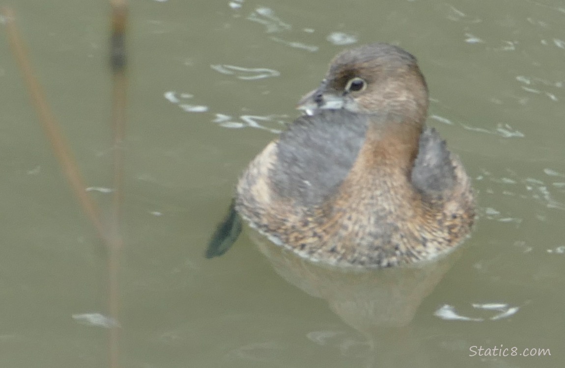 Pied Bill Grebe paddling in the water