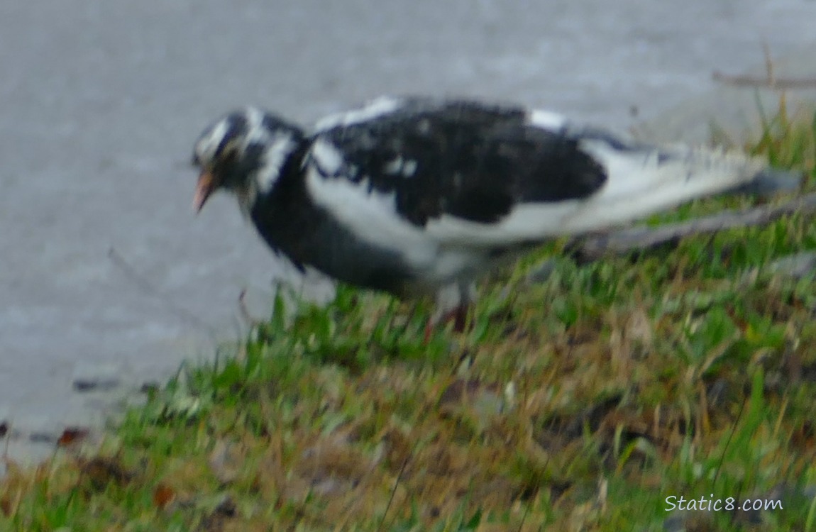 Rock Dove with lots of white feathers, standing in the grass