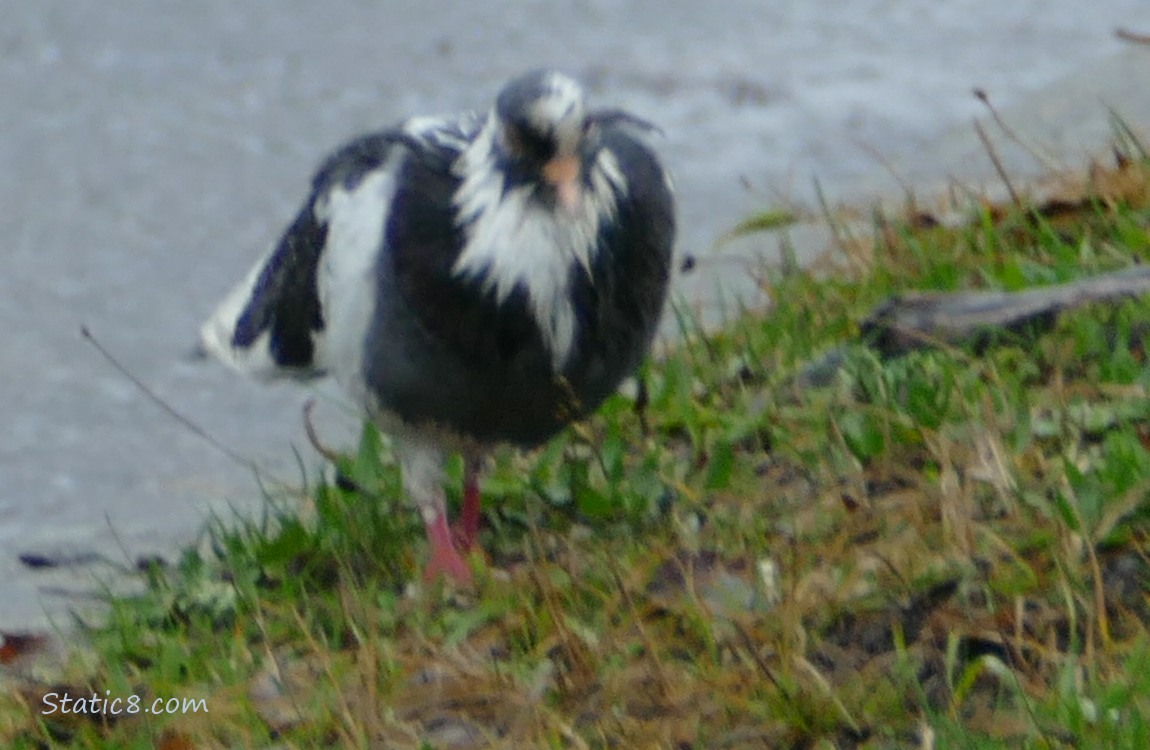 Rock Dove with white feathers walking in the grass