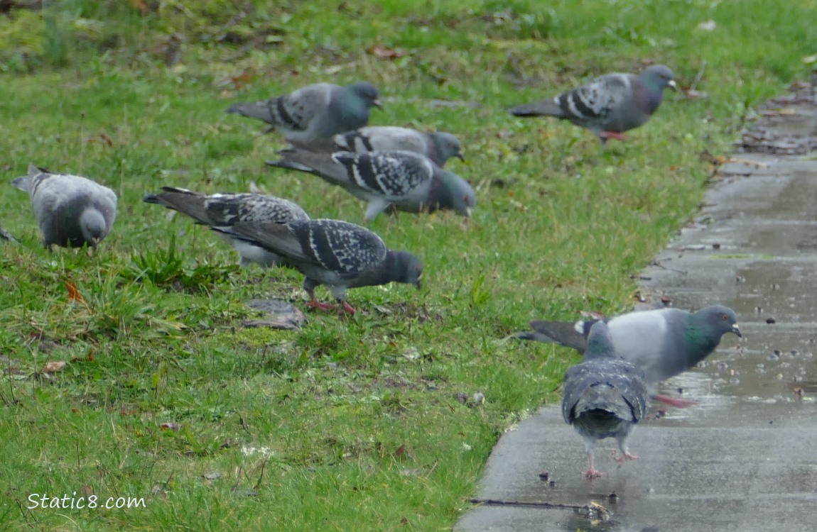 Pigeons standing on the grass and sidewalk