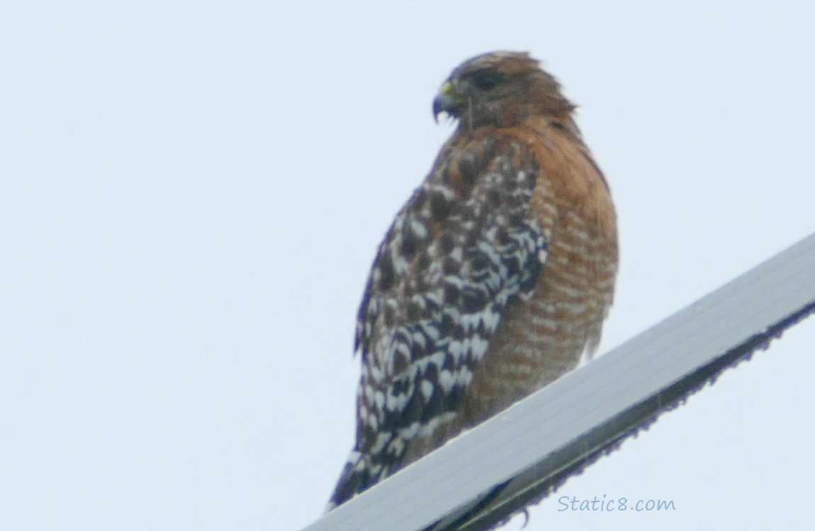 Red Shoulder Hawk standing on a solar panel for a street lamp