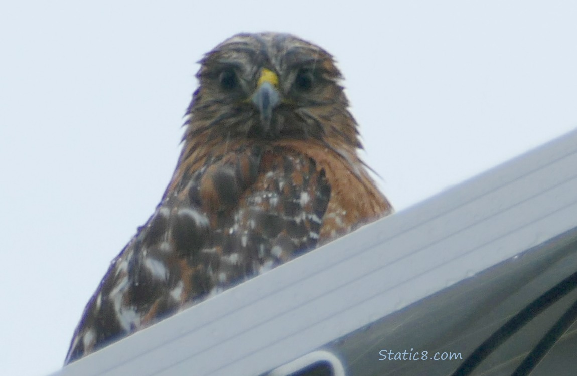 Red Shoulder Hawk looking down from a solar panel for a street lamp