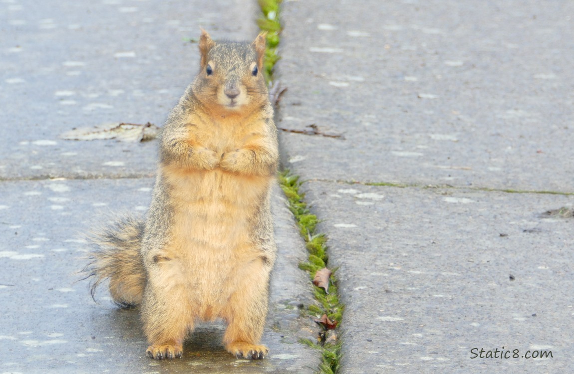 Eastern Fox Squirrel standing on the sidewalk